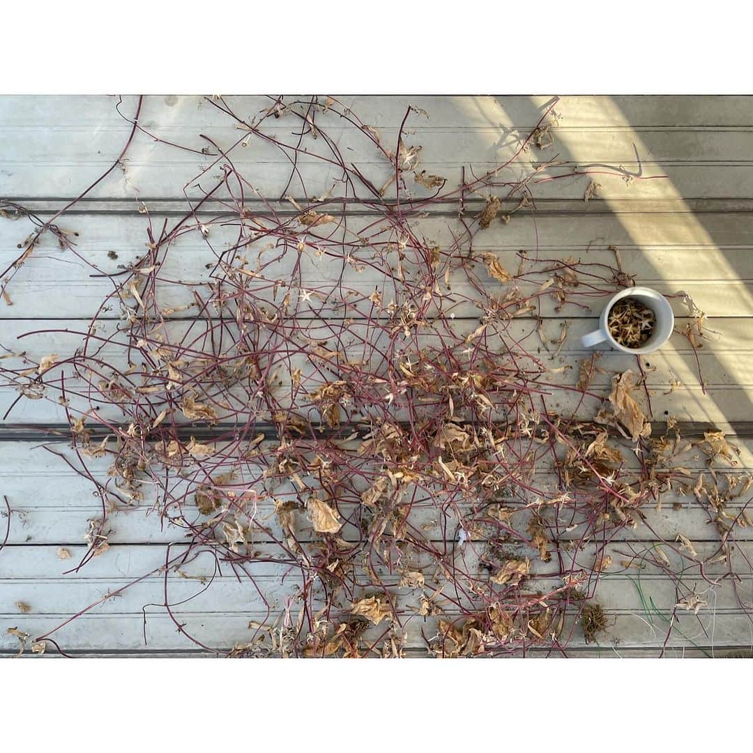 井山三希子のインスタグラム：「・ ベランダの琉球朝顔の種を取りながら片付け　 白菜も干して、土の300キロ搬入も終えて 午後からは来春に向けて制作開始です〜」