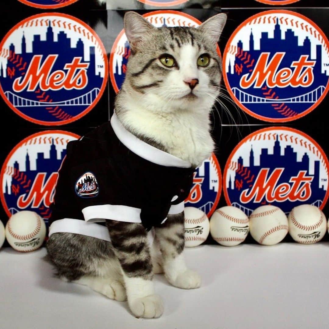 Nyankichi Noranekoさんのインスタグラム写真 - (Nyankichi NoranekoInstagram)「【速報】ニャン吉 ニューヨークメッツ入団会見「常に挑戦したい」  大リーグ、メッツと10年契約を結んだニャン吉選手がシティ・フィールドで入団の記者会見に臨み、背番号「01」の真新しいユニフォーム姿を披露しました。  #猫 #cat #고양이 #แมว #貓 #кошка #qata #chat #ニャンスタグラム #gato #catsofinstagram #ねこ部 #旅猫 #cats #ニャン吉 #猫写真 #ねこ #seekor #ネコ #kitty #catlover #kucing #kucinglucu #猫好き #猫好きな人と繋がりたい #喵吉 #メッツ #mets #mlb」12月15日 9時38分 - noraneko_nyankichi