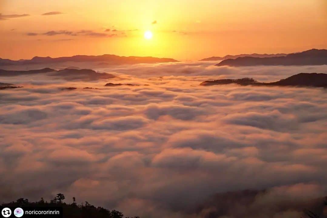 兵庫県のインスタグラム：「兵庫県公式インスタグラム『love_hyogo』です。  love_hyogoでは皆さんが #lovehyogo のハッシュタグをつけて投稿していただいた写真を紹介させていただきます。  本日のピックアップは noricororinrin さんのお写真です👑 ハッシュタグをつけての投稿ありがとうございます🙏🏻  こちらは、佐用町にある大撫山（おおなでさん）から見る雲海のお写真です📷✨ この雲海は晩秋から冬にかけて現れる気象現象で年間100日程度出現します☁️✨ 町全体を覆う雲海は「佐用の朝霧」と呼ばれ、大撫山展望台からこの光景を見ることができ、県内外から多くの人が訪れるスポットとなっているそうです。 朝日に照らされた雲海はとても幻想的です☀️✨ 刻一刻と表情が変わる雲海は見ていて飽きませんね😀  兵庫にまつわる投稿は #lovehyogo のハッシュタグをお願いします👈  This is "love_hyogo", the official Instagram of Hyogo Prefecture. We will introduce photos posted by you with the hashtag #lovehyogo on love_hyogo.  Today's pick is a photo by noricororinrin Thank you for posting with the hashtag!  Please use the hashtag #lovehyogo for Hyogo related posts!  #兵庫県#兵庫#hyogo #lovehyogo#love_hyogo #japan #photooftheday#followme #instagood #photography #佐用町#sayo #大撫山 #雲海 #佐用の朝霧 #兵庫テロワール旅 #お出かけスポット #フォトジェニック #自慢したい兵庫の景色」