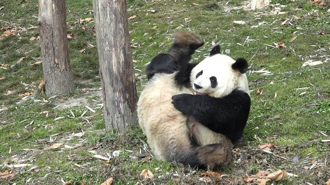 iPandaのインスタグラム：「Are you playing football seriously or treating yourself as a football? (Hua Yang) 🐼 🐼 🐼 #Panda #iPanda #Cute #HiPanda #CCRCGP  For more panda information, please check out: https://en.ipanda.com」