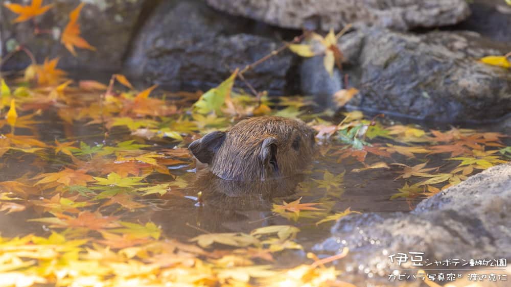 渡辺克仁さんのインスタグラム写真 - (渡辺克仁Instagram)「これから更に寒くなってきますね。  カピバラ露天風呂も本格的シーズンです。  #カピバラ #水豚 #capybara #伊豆シャボテン動物公園  #可愛い #かわいい #pretty #癒し」12月15日 21時00分 - katsuhito.watanabe