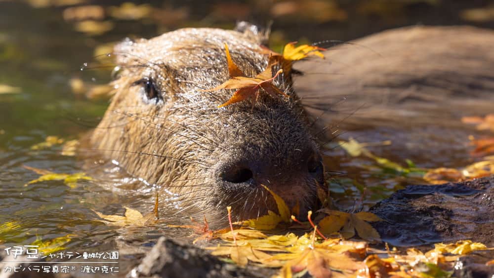渡辺克仁さんのインスタグラム写真 - (渡辺克仁Instagram)「これから更に寒くなってきますね。  カピバラ露天風呂も本格的シーズンです。  #カピバラ #水豚 #capybara #伊豆シャボテン動物公園  #可愛い #かわいい #pretty #癒し」12月15日 21時00分 - katsuhito.watanabe