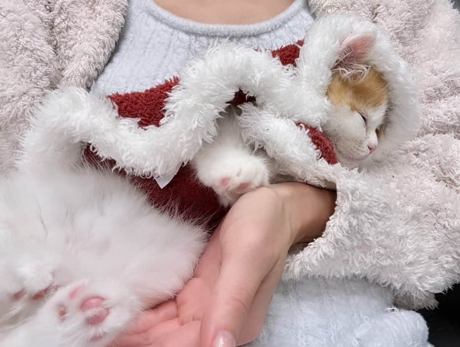 工藤はるかのインスタグラム：「かわいすぎるぽてサンタ🎅🏻💕🐈」
