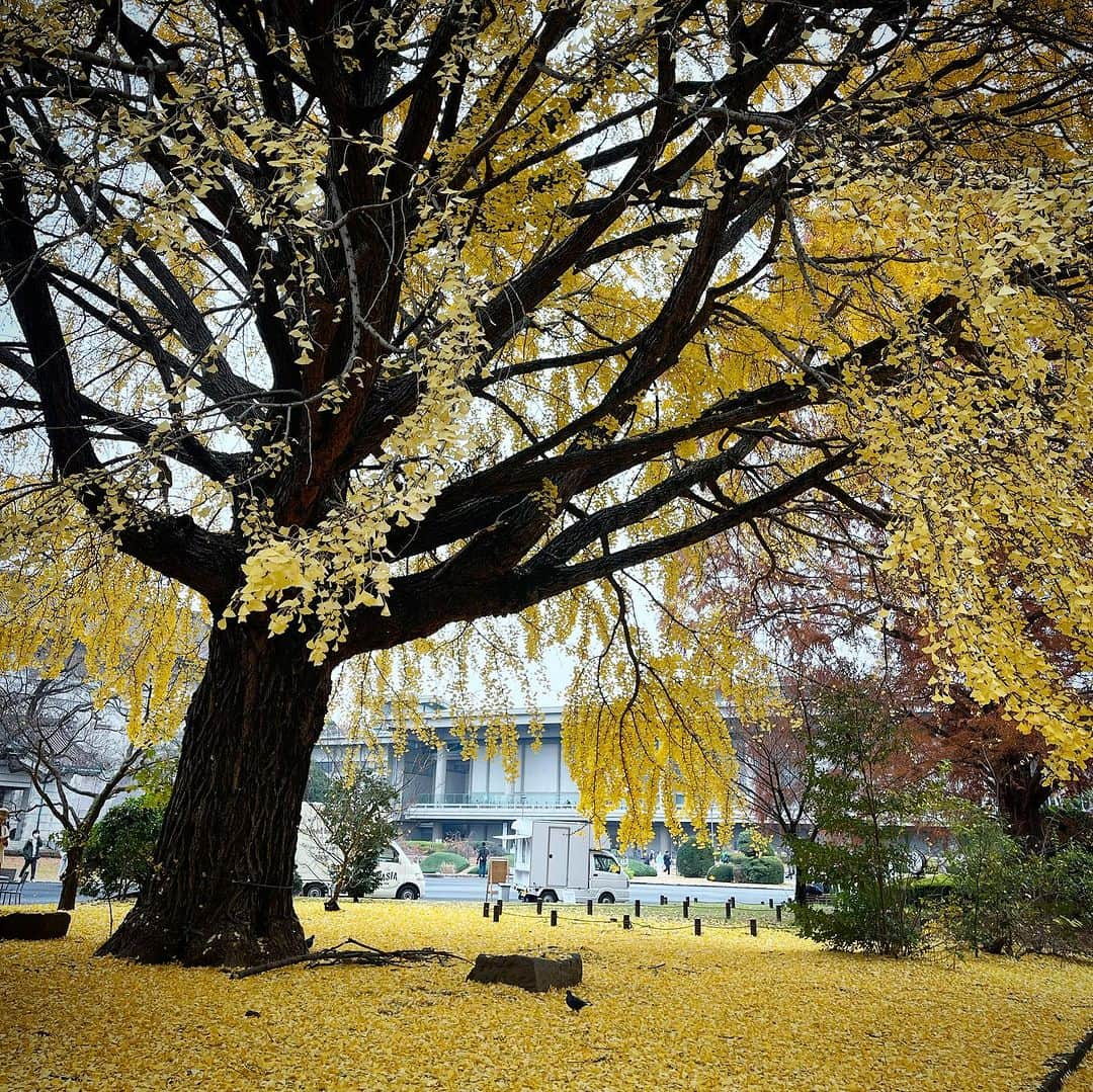 行正り香のインスタグラム：「打ち合わせで東京国立博物館へ。なんとまあ美しき銀杏の木々。物語の中にいるような気分です。来年はぜひ、こちらの美術館をいつしよに巡り、最後にワインで乾杯するイベントをさせていただきたいです。谷口吉生さんデザインの法隆寺館も、本当に素晴らしいです。今日は七世紀の豊かな日本を旅してきました。#行正り香 #rikayukimasa #カフェのフレンチトースト、おすすめ！#東京国立博物館 #上野」