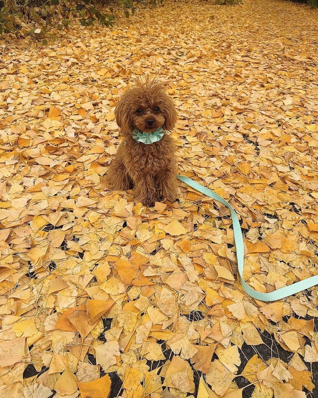 安西ひろこさんのインスタグラム写真 - (安西ひろこInstagram)「今まで　この季節のイチョウの葉っぱを ゆっくり見た事がなかったなぁ！🍂✨ . 綺麗な景色や 綺麗な物を 心から綺麗って言える女性や人間でいたい✨ . 傷ついた分だけ人に優しくなれる。 . これからくる未来を怖がらず 余裕や自信をちゃんと持ち 笑顔で優しい気持ちを持って 1歩1歩歩いていきたい！☺️🩷 . . @cupcake.0320 🐩💛💛💛 . #冬 #景色 #いちょう  #いちょうの木」12月15日 13時37分 - hiroko_anzai_