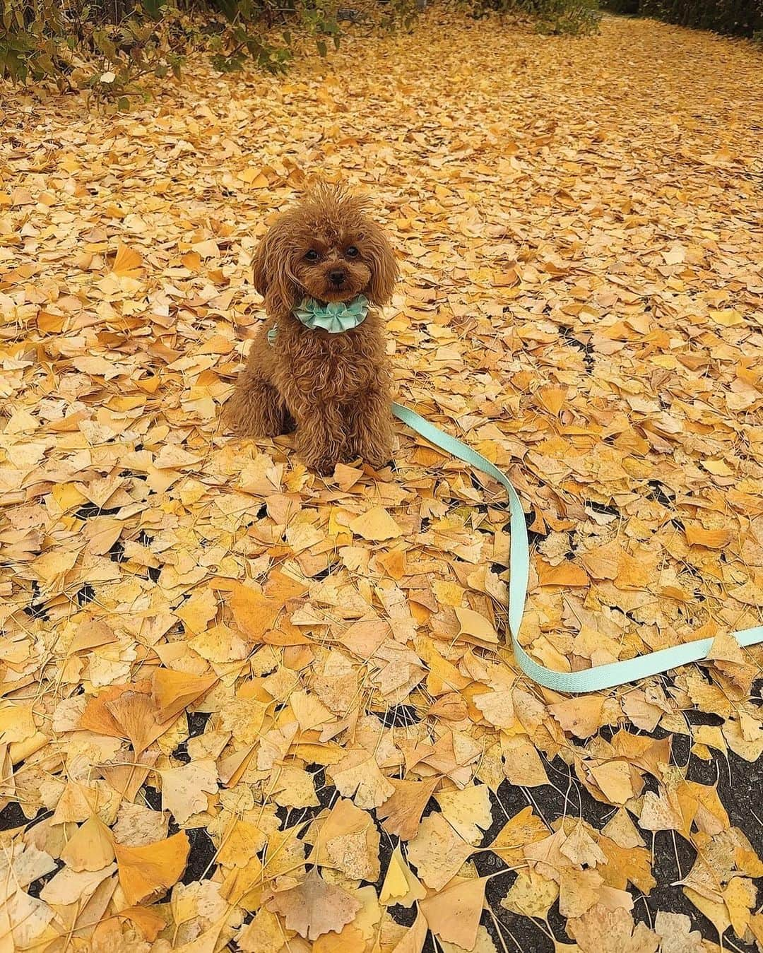 安西ひろこさんのインスタグラム写真 - (安西ひろこInstagram)「今まで　この季節のイチョウの葉っぱを ゆっくり見た事がなかったなぁ！🍂✨ . 綺麗な景色や 綺麗な物を 心から綺麗って言える女性や人間でいたい✨ . 傷ついた分だけ人に優しくなれる。 . これからくる未来を怖がらず 余裕や自信をちゃんと持ち 笑顔で優しい気持ちを持って 1歩1歩歩いていきたい！☺️🩷 . . @cupcake.0320 🐩💛💛💛 . #冬 #景色 #いちょう  #いちょうの木」12月15日 13時37分 - hiroko_anzai_