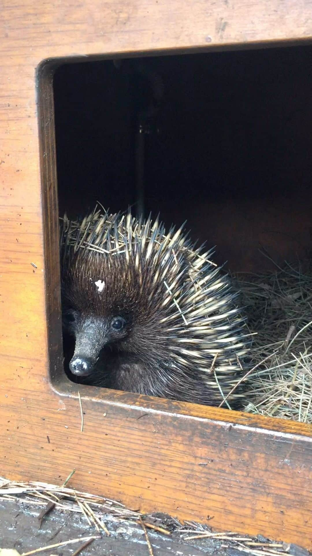 タロンガ動物園のインスタグラム：「Hello 👋」