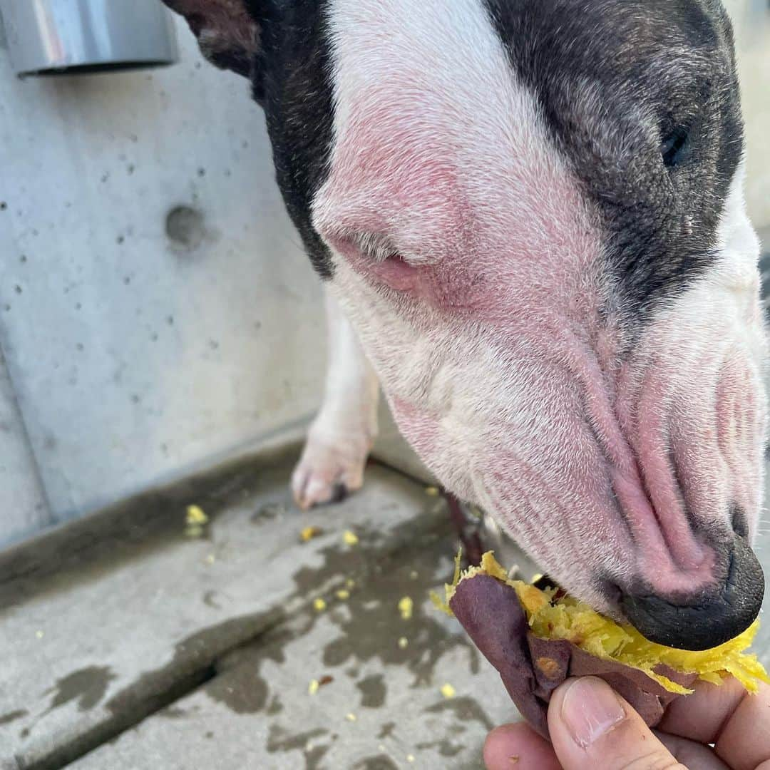 Q太郎さんのインスタグラム写真 - (Q太郎Instagram)「#minituru#bull#terrier#minibullterrier#miniturubullterrier#dog#dogstagram#cute#qtaro#love#family#ミニチュア#ブルテリア#ミニチュアブルテリア#Q太郎#おさんぽ#焼き芋」12月15日 15時56分 - qtaro.jun