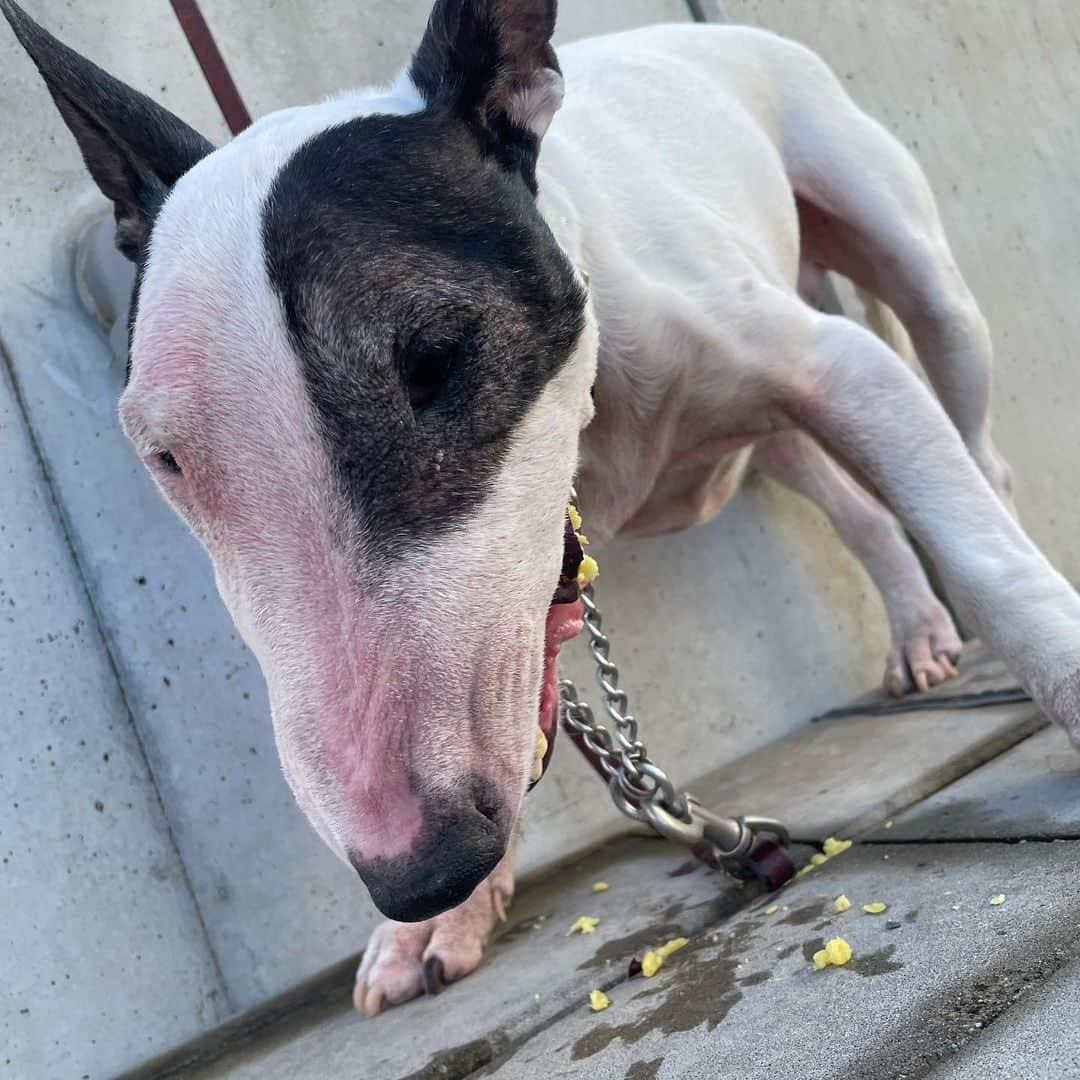 Q太郎さんのインスタグラム写真 - (Q太郎Instagram)「#minituru#bull#terrier#minibullterrier#miniturubullterrier#dog#dogstagram#cute#qtaro#love#family#ミニチュア#ブルテリア#ミニチュアブルテリア#Q太郎#おさんぽ#焼き芋」12月15日 15時56分 - qtaro.jun