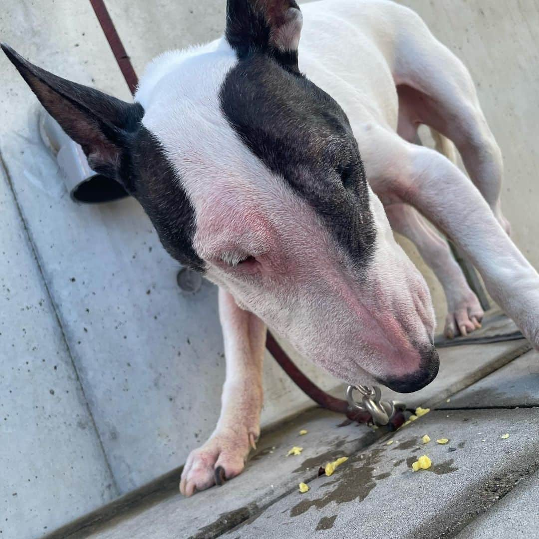 Q太郎さんのインスタグラム写真 - (Q太郎Instagram)「#minituru#bull#terrier#minibullterrier#miniturubullterrier#dog#dogstagram#cute#qtaro#love#family#ミニチュア#ブルテリア#ミニチュアブルテリア#Q太郎#おさんぽ#焼き芋」12月15日 15時56分 - qtaro.jun