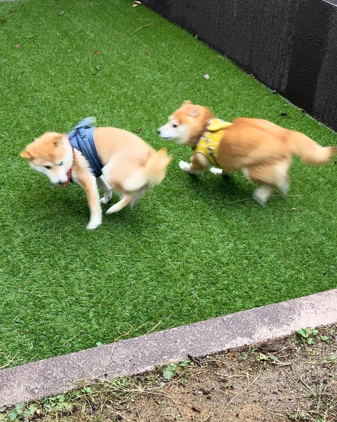 豆柴 サニーちゃんさんのインスタグラム写真 - (豆柴 サニーちゃんInstagram)「. HELLO〜こんにちわん🐶🌀🐻💨 . お庭に入ると サニちゃんはいっぱい走る💨 ラムちゃんはだいたいぼーっとしてるけど 今日はちょっとだけサニちゃんと遊んだよ😂 くるっ🌀って回るのかわいい♡ . . 走ってるときの サニちゃんの躍動感がすき〜☺️ . . #サニーダッシュ #さにらむ劇場 #柴犬#豆柴 #赤柴#豆柴子犬#豆柴多頭飼い #まめしば#しばいぬ#anicas#shiba_snap #shibainu#shiba#mameshiba#shibastagram #豆柴サニーちゃん#豆柴ラムちゃん#さにらむ #さにらむ2023#さにらむどん」12月15日 16時42分 - sunny_rei_32