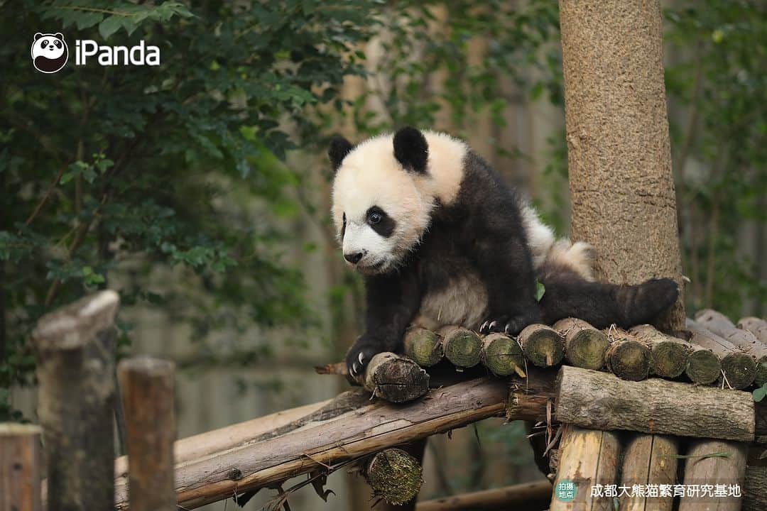 iPandaさんのインスタグラム写真 - (iPandaInstagram)「Could you all leave me alone? Let me be a panda thinker. 🐼 🐼 🐼 #Panda #iPanda #Cute #PandaPic #ChengduPandaBase #HowGiantPandasGrowUp  For more panda information, please check out: https://en.ipanda.com」12月15日 17時30分 - ipandachannel