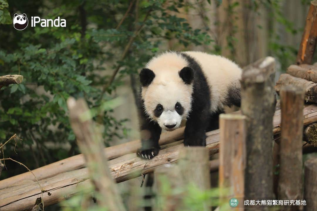 iPandaさんのインスタグラム写真 - (iPandaInstagram)「Could you all leave me alone? Let me be a panda thinker. 🐼 🐼 🐼 #Panda #iPanda #Cute #PandaPic #ChengduPandaBase #HowGiantPandasGrowUp  For more panda information, please check out: https://en.ipanda.com」12月15日 17時30分 - ipandachannel