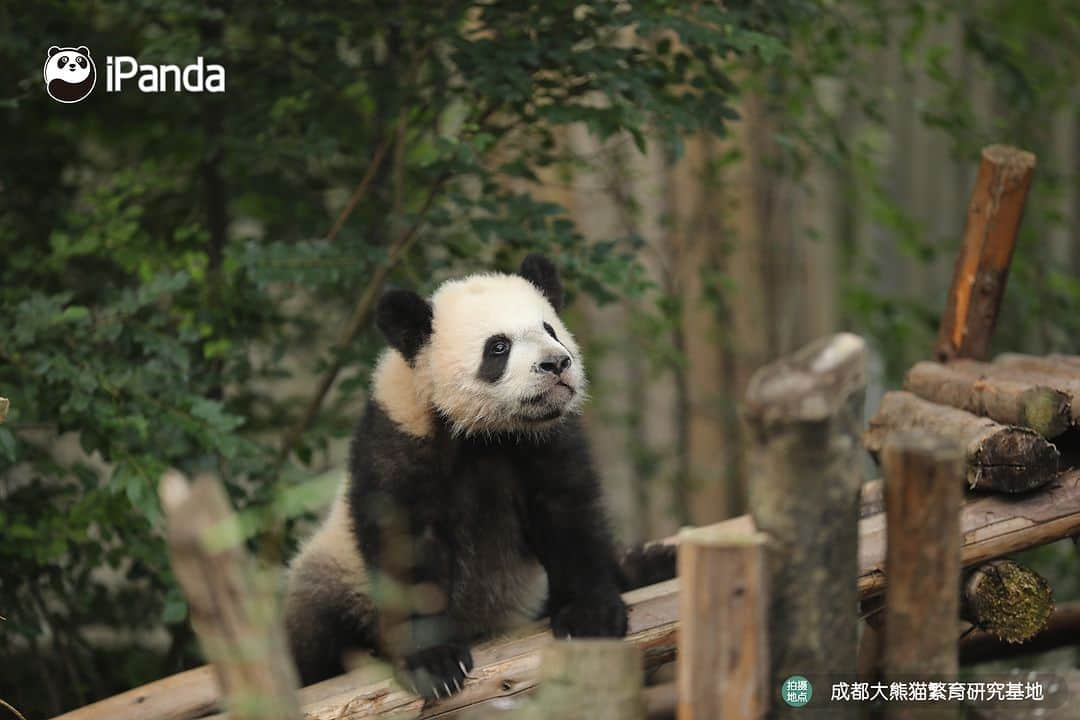 iPandaさんのインスタグラム写真 - (iPandaInstagram)「Could you all leave me alone? Let me be a panda thinker. 🐼 🐼 🐼 #Panda #iPanda #Cute #PandaPic #ChengduPandaBase #HowGiantPandasGrowUp  For more panda information, please check out: https://en.ipanda.com」12月15日 17時30分 - ipandachannel