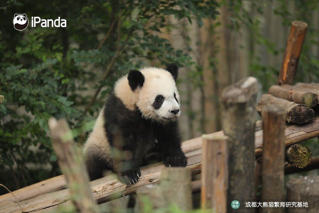 iPandaさんのインスタグラム写真 - (iPandaInstagram)「Could you all leave me alone? Let me be a panda thinker. 🐼 🐼 🐼 #Panda #iPanda #Cute #PandaPic #ChengduPandaBase #HowGiantPandasGrowUp  For more panda information, please check out: https://en.ipanda.com」12月15日 17時30分 - ipandachannel