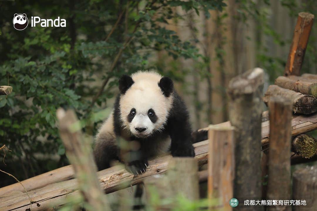 iPandaさんのインスタグラム写真 - (iPandaInstagram)「Could you all leave me alone? Let me be a panda thinker. 🐼 🐼 🐼 #Panda #iPanda #Cute #PandaPic #ChengduPandaBase #HowGiantPandasGrowUp  For more panda information, please check out: https://en.ipanda.com」12月15日 17時30分 - ipandachannel