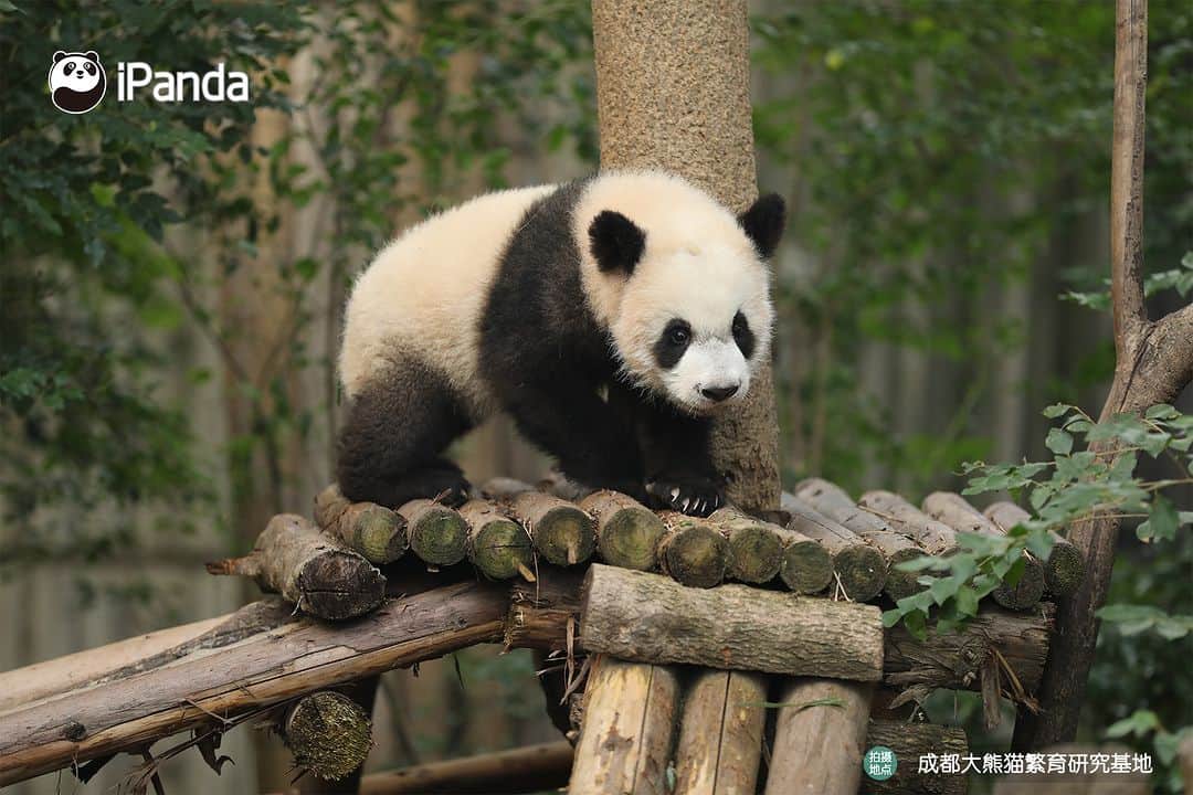 iPandaのインスタグラム：「Could you all leave me alone? Let me be a panda thinker. 🐼 🐼 🐼 #Panda #iPanda #Cute #PandaPic #ChengduPandaBase #HowGiantPandasGrowUp  For more panda information, please check out: https://en.ipanda.com」