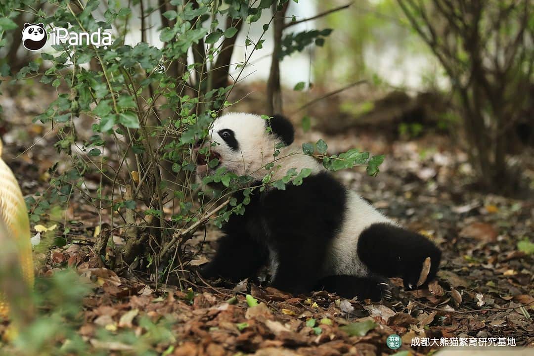 iPandaさんのインスタグラム写真 - (iPandaInstagram)「Baby panda, no matter where you hide, I can find you easily.  🐼 🐼 🐼 #Panda #iPanda #Cute #PandaPic #ChengduPandaBase #HowGiantPandasGrowUp  For more panda information, please check out: https://en.ipanda.com」12月15日 17時30分 - ipandachannel