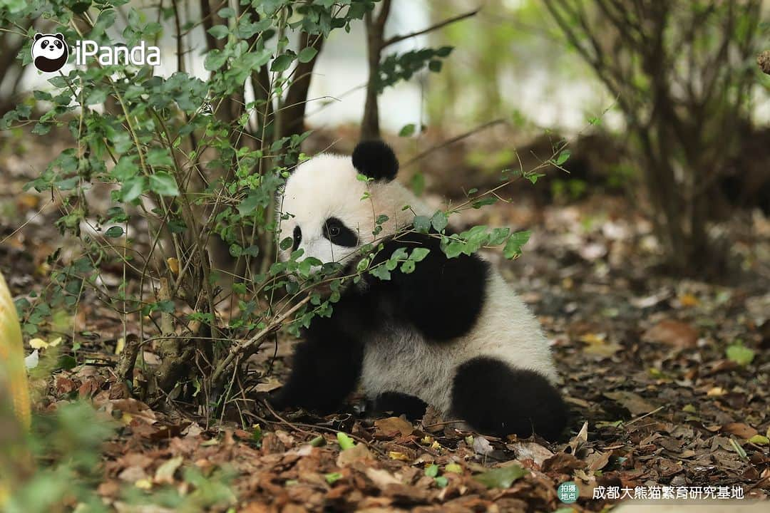 iPandaさんのインスタグラム写真 - (iPandaInstagram)「Baby panda, no matter where you hide, I can find you easily.  🐼 🐼 🐼 #Panda #iPanda #Cute #PandaPic #ChengduPandaBase #HowGiantPandasGrowUp  For more panda information, please check out: https://en.ipanda.com」12月15日 17時30分 - ipandachannel