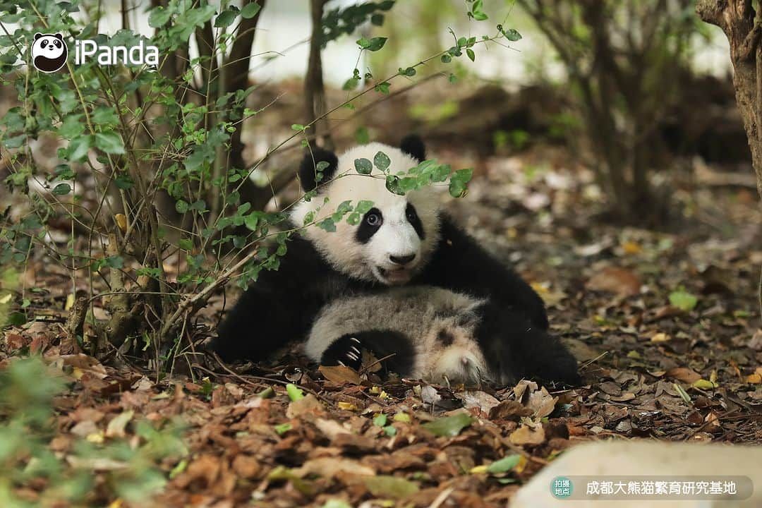 iPandaさんのインスタグラム写真 - (iPandaInstagram)「Baby panda, no matter where you hide, I can find you easily.  🐼 🐼 🐼 #Panda #iPanda #Cute #PandaPic #ChengduPandaBase #HowGiantPandasGrowUp  For more panda information, please check out: https://en.ipanda.com」12月15日 17時30分 - ipandachannel