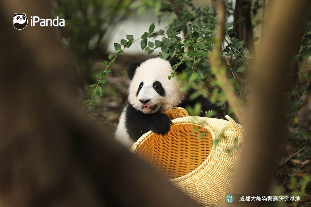 iPandaさんのインスタグラム写真 - (iPandaInstagram)「Baby panda, no matter where you hide, I can find you easily.  🐼 🐼 🐼 #Panda #iPanda #Cute #PandaPic #ChengduPandaBase #HowGiantPandasGrowUp  For more panda information, please check out: https://en.ipanda.com」12月15日 17時30分 - ipandachannel