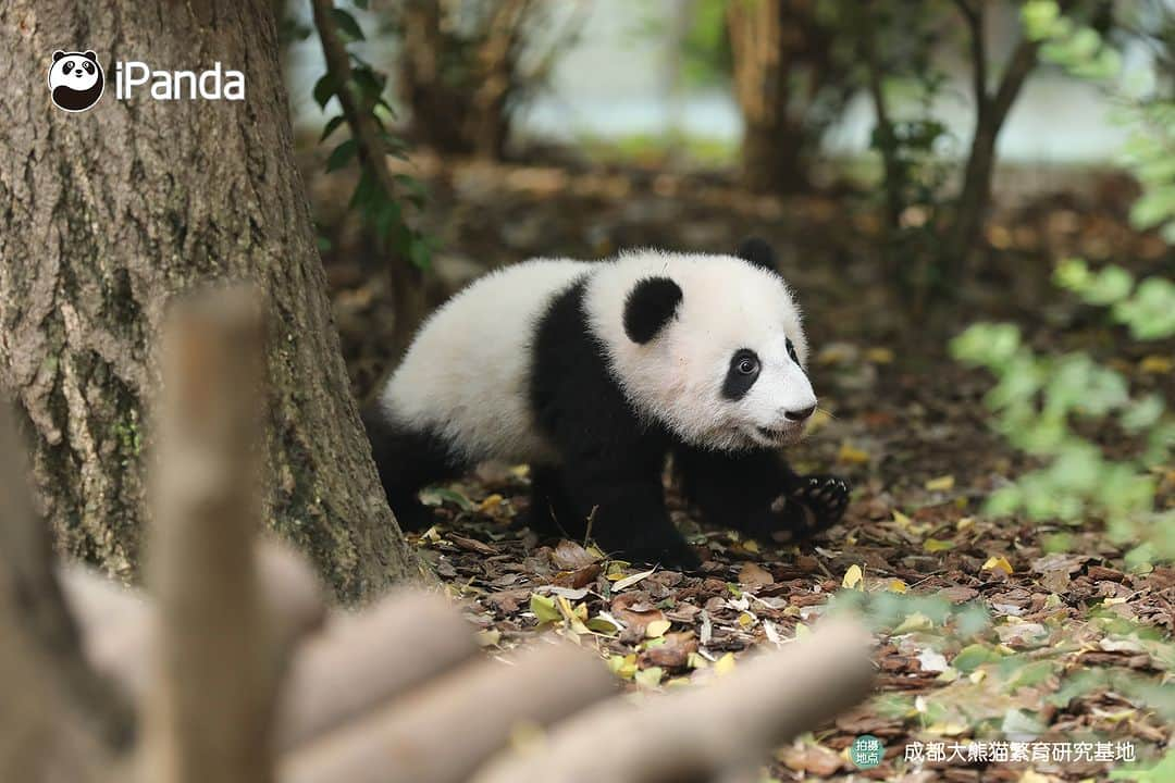 iPandaさんのインスタグラム写真 - (iPandaInstagram)「Baby panda, no matter where you hide, I can find you easily.  🐼 🐼 🐼 #Panda #iPanda #Cute #PandaPic #ChengduPandaBase #HowGiantPandasGrowUp  For more panda information, please check out: https://en.ipanda.com」12月15日 17時30分 - ipandachannel