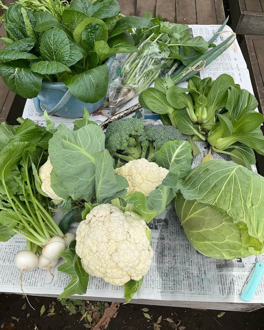野島健児のインスタグラム：「できるだけ 収穫してないけど本日の収穫量 里芋も取れました  明日のイベントで即売会したいわ笑 できないけど  明日、明後日のイベント チケットはハイライトから  ノジサンタがプレゼントを持って！？  ディープなファンイベント  是非ご参加くださいませ  まだ間に合います」