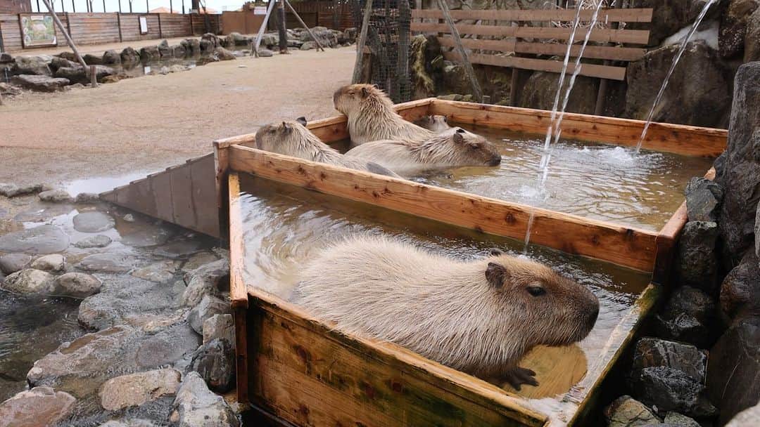 渡辺克仁のインスタグラム：「本当の温泉、そしてヒノキを使った浴槽に御客様から「贅沢なネズミだ」という感想や言葉は定番で、何故か自分の事ではないのに嬉しくなるのです。  #カピバラ #水豚 #capybara #那須どうぶつ王国  #可愛い #かわいい #pretty #癒し #栃木県」