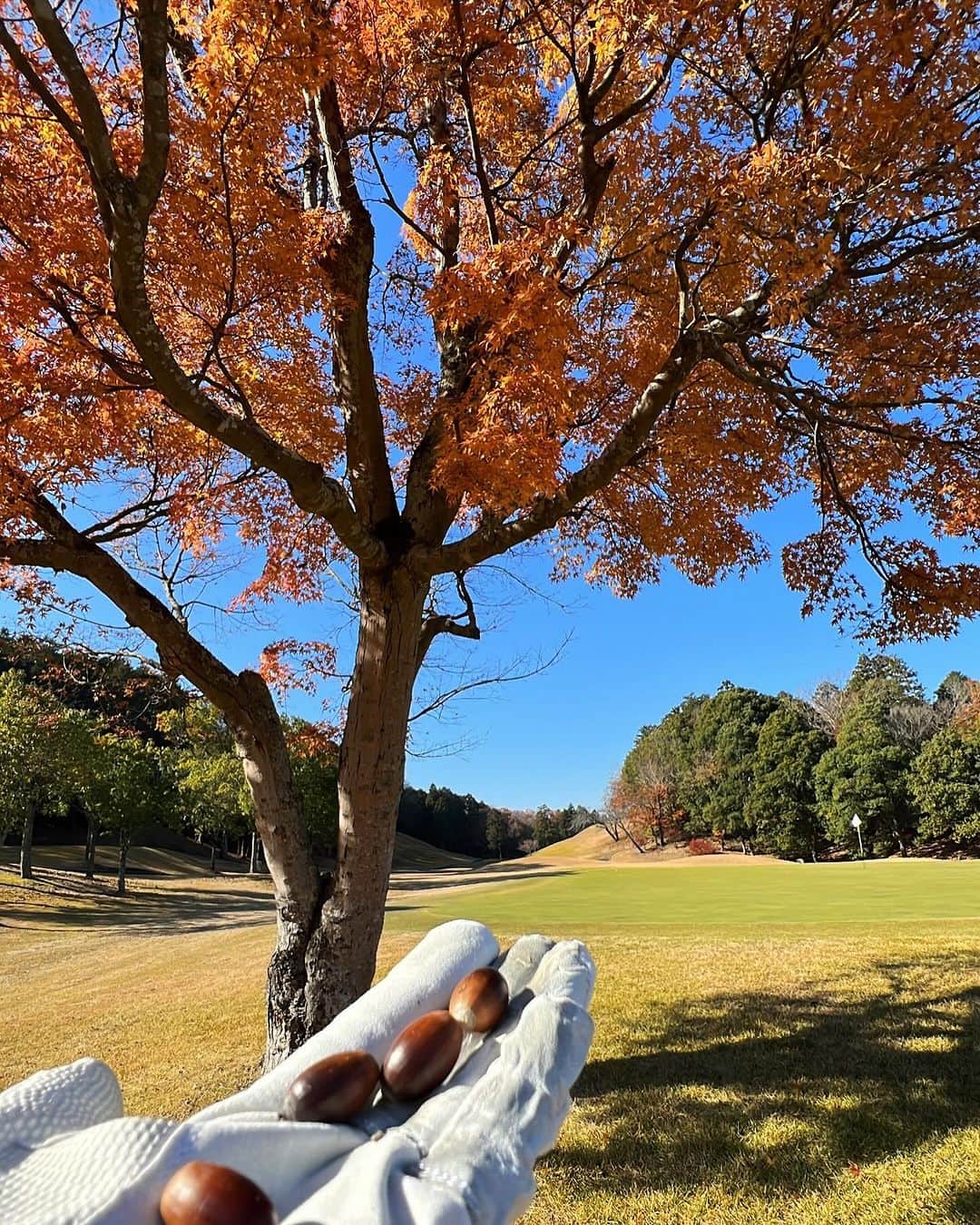 西原有紀さんのインスタグラム写真 - (西原有紀Instagram)「Autumn leaves golf🏌️‍♀️⛳️  ✳︎ ✳︎ ✳︎  ゴルフ場という自然パワーをいっぱい吸収できました✨ 今年最後の紅葉も見れて嬉しかった🍁」12月15日 19時10分 - u_ki0211
