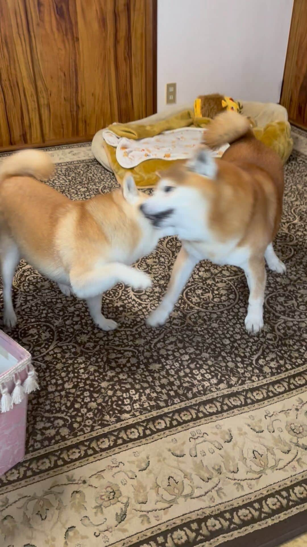 shibainu berryのインスタグラム