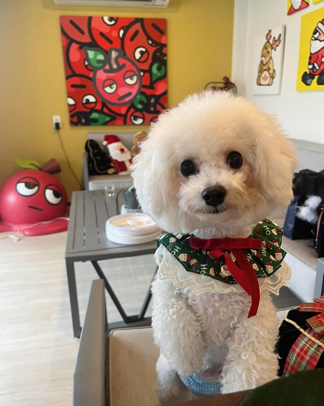 河村美咲さんのインスタグラム写真 - (河村美咲Instagram)「はるちゃんと私の地元のカフェでクリスマス会🎄🤶 @andcube.cafe  こんなカフェが地元にあったとは💞 はるちゃんが教えてくれてん😌✨ しかもイッヌもokやからわたしの娘もー🐶💞 スケボー🛹できるしドッグランもあるクリスマス装飾がすんごい素敵なカフェ☕️ サンタの耳とかトナカイも貸してくれるで🫎🤶（犬用も㌃）  #番組中チーム違うしほぼ話してない #GIRLorLADY @abema_official  #こんな仲良くなるとは聞いてない  #茨木市 #茨木カフェ #茨木市カフェ #大阪カフェ #クリスマス会 #大阪カフェ #犬同伴可 #犬同伴 #サンタコス #サンタコス #サンタコスプレ #恋リア」12月15日 19時16分 - misaki_haaan