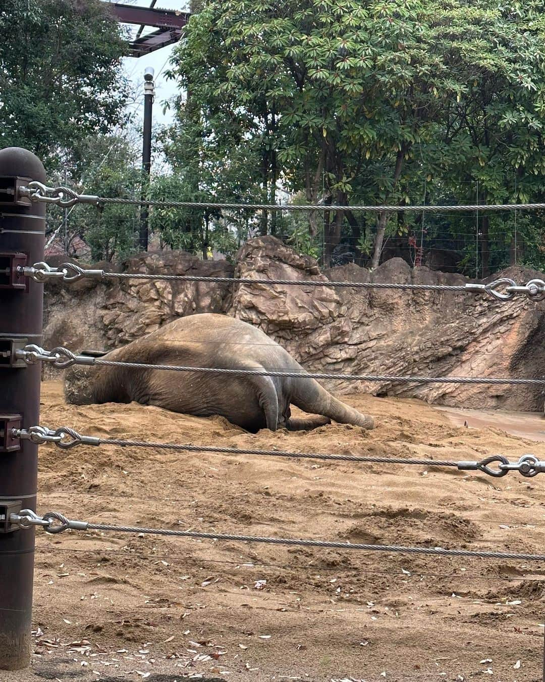 黒崎みささんのインスタグラム写真 - (黒崎みさInstagram)「上野動物園🦍🐘🐅🐒 ⁡ 子供が大好きな動物達が ねんねタイムなのか引きこもっていて見れずデビューとしては不完全燃焼😲 ⁡ どうぶつさんにも都合はありますからね🦍 もう少し楽しめるようになったら再チャレンジしたい✌️ ⁡ #上野動物園 #動物園 #zoo #どうぶつ #子連れ動物園 #赤ちゃん連れ動物園 #双子 #一卵性双生児 #2歳 #動物園デビュー #cocodeal #ココディール #モンクレール #moncler #モンクレールベビー」12月15日 19時59分 - misa_k88