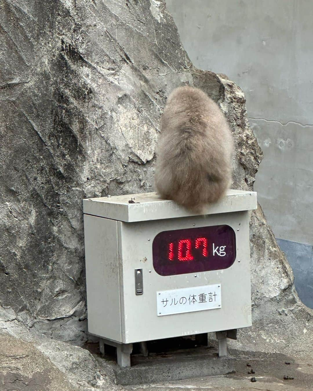 黒崎みささんのインスタグラム写真 - (黒崎みさInstagram)「上野動物園🦍🐘🐅🐒 ⁡ 子供が大好きな動物達が ねんねタイムなのか引きこもっていて見れずデビューとしては不完全燃焼😲 ⁡ どうぶつさんにも都合はありますからね🦍 もう少し楽しめるようになったら再チャレンジしたい✌️ ⁡ #上野動物園 #動物園 #zoo #どうぶつ #子連れ動物園 #赤ちゃん連れ動物園 #双子 #一卵性双生児 #2歳 #動物園デビュー #cocodeal #ココディール #モンクレール #moncler #モンクレールベビー」12月15日 19時59分 - misa_k88