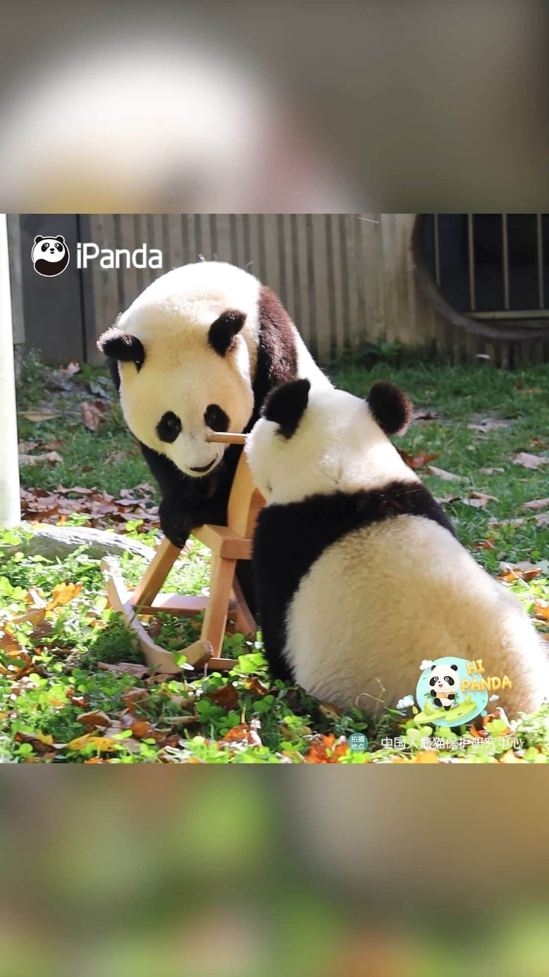 iPandaのインスタグラム：「It will be too squeezy if both of us sit on it. How about me helping you push the rocking horse? (Qing Ci & Ying Hua’s cub) 🐼 🐼 🐼 #Panda #iPanda #Cute #HiPanda #PandaMoment #CCRCGP   For more panda information, please check out: https://en.ipanda.com」