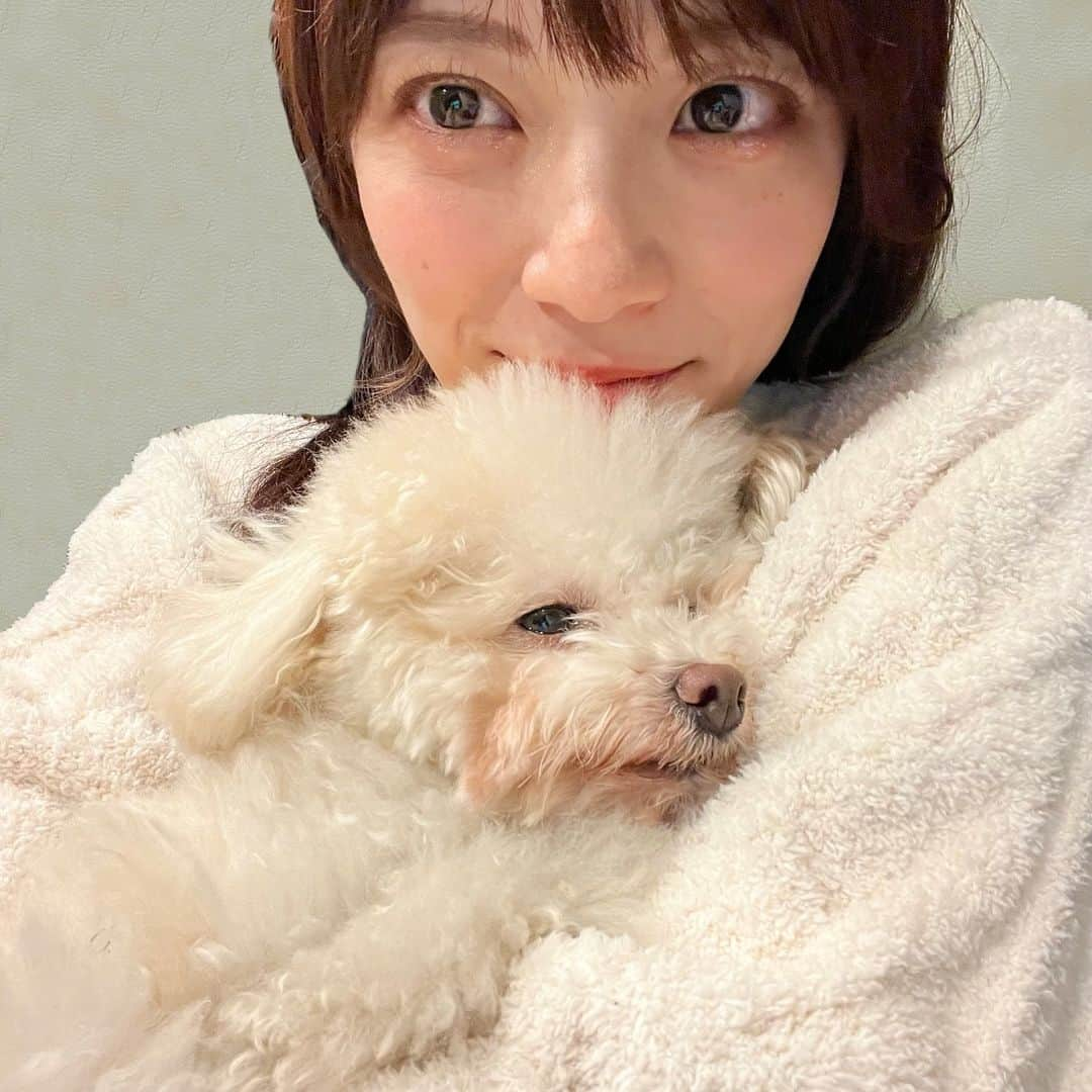 三谷紬さんのインスタグラム写真 - (三谷紬Instagram)「🐏🤍 冬毛ふわもこの足袋さま。 我が家の赤ちゃんです👶笑 冬は私ももこもこのパジャマを着るのですが その上にぴょんと飛び乗ってきて 気がついたら彼はいつもうとうとしています笑 この様子を伝えたくて自撮りしました…🙈 * #冬毛#もこもこ#プードル#teacuppoodle#ティーカッププードル#🐩#ふわもこ#ふわもこ部#犬#dog#dogsofinstagram#いぬすたぐらむ#いぬばか部#もこもこパジャマ#うとうと#赤ちゃん#👶#自撮り#恥ずかしい#足袋#テレビ朝日#アナウンサー#三谷紬」12月15日 20時04分 - mitani_tsumugi