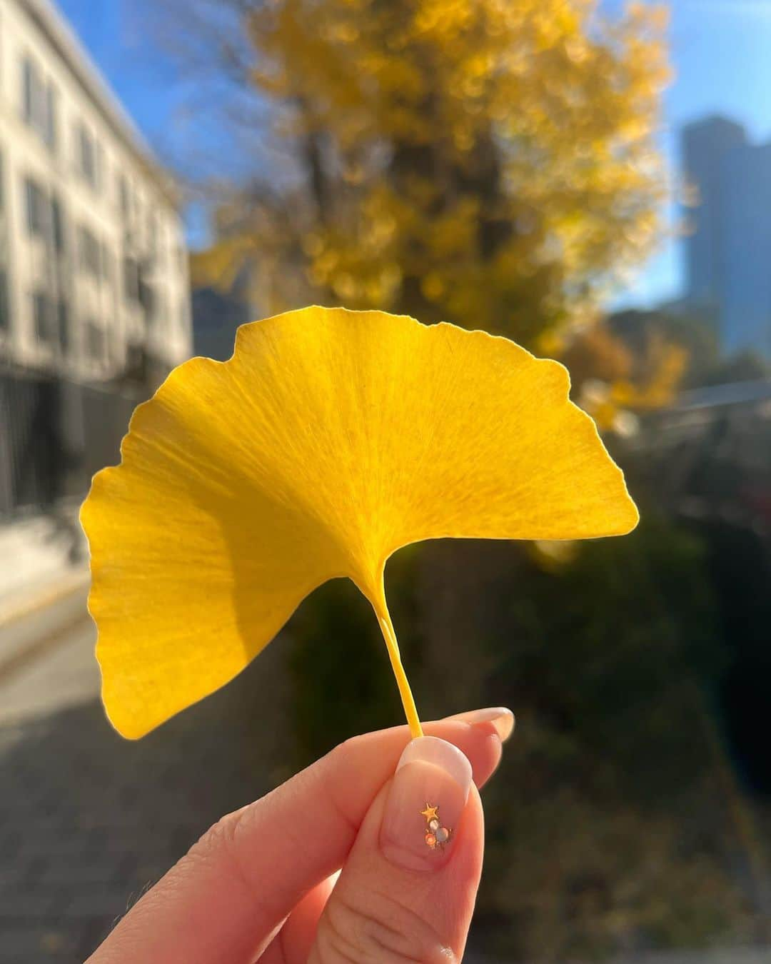 下村彩里さんのインスタグラム写真 - (下村彩里Instagram)「霞ヶ関周辺は、今も #銀杏 の綺麗な色づき　#黄葉 を愛でることができます。  この異様なあたたかさ。 もう12月中旬というのに、なんだか不思議な感覚です。 . .  12月に入ってから 政治取材一色の日々。  世の中の人は 今この問題をどうみているんだろう。 どんな気持ちなんだろう。 どんな事を訴えたいだろう....  みんなの視点を 常に考えている毎日でもあります。  そして 街録インタビューなどを通し 皆さんから聞いた"声"全てが、  私にとっては、 どんな場所でも どんな人に対しても、 粘り強く取材を続ける "勇気"に変わっています。 . . . 2023年も残りわずか、 皆さん一緒に最後まで走り切りましょう！！！ . . #来週から #一気に寒くなるんだとか #体調管理に #気をつけてください！！  #下村彩里#テレビ朝日#報道ステーション」12月15日 20時14分 - sairi.shimomura_ex