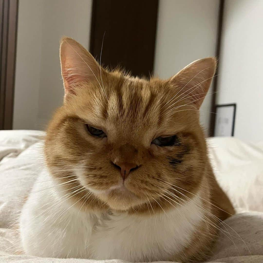 umeのインスタグラム：「わたしも眠い ・ ・ ・ #こまめ #🐈」