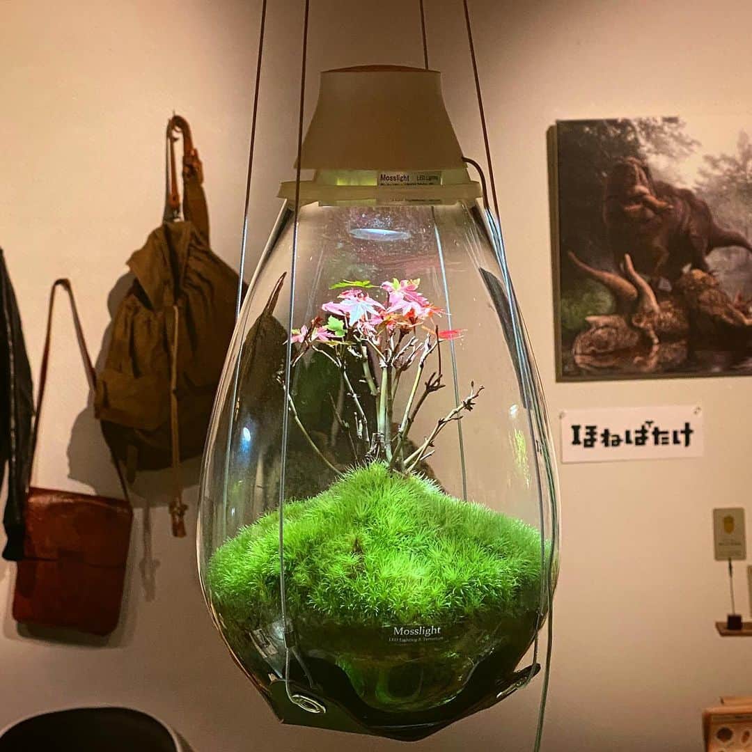 Mosslight-LEDのインスタグラム：「第3回KYOTO神保町ヴンダーカンマー  自然物と人工物が織りなす奇跡、現代版「驚異の部屋」。  モスライト作品の販売とワークショップの開催、メンテナンス会  【会期】2023 年 12/15〜12/17の３日間🐅   会場は KYOTO-ba 京都場 さん アクセス→  kyoto-ba.jp/access/  #神保町wk  #Mosslight  #モスライト」