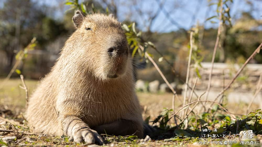 渡辺克仁のインスタグラム：「おはようございます。  #カピバラ #水豚 #capybara #おはよう」