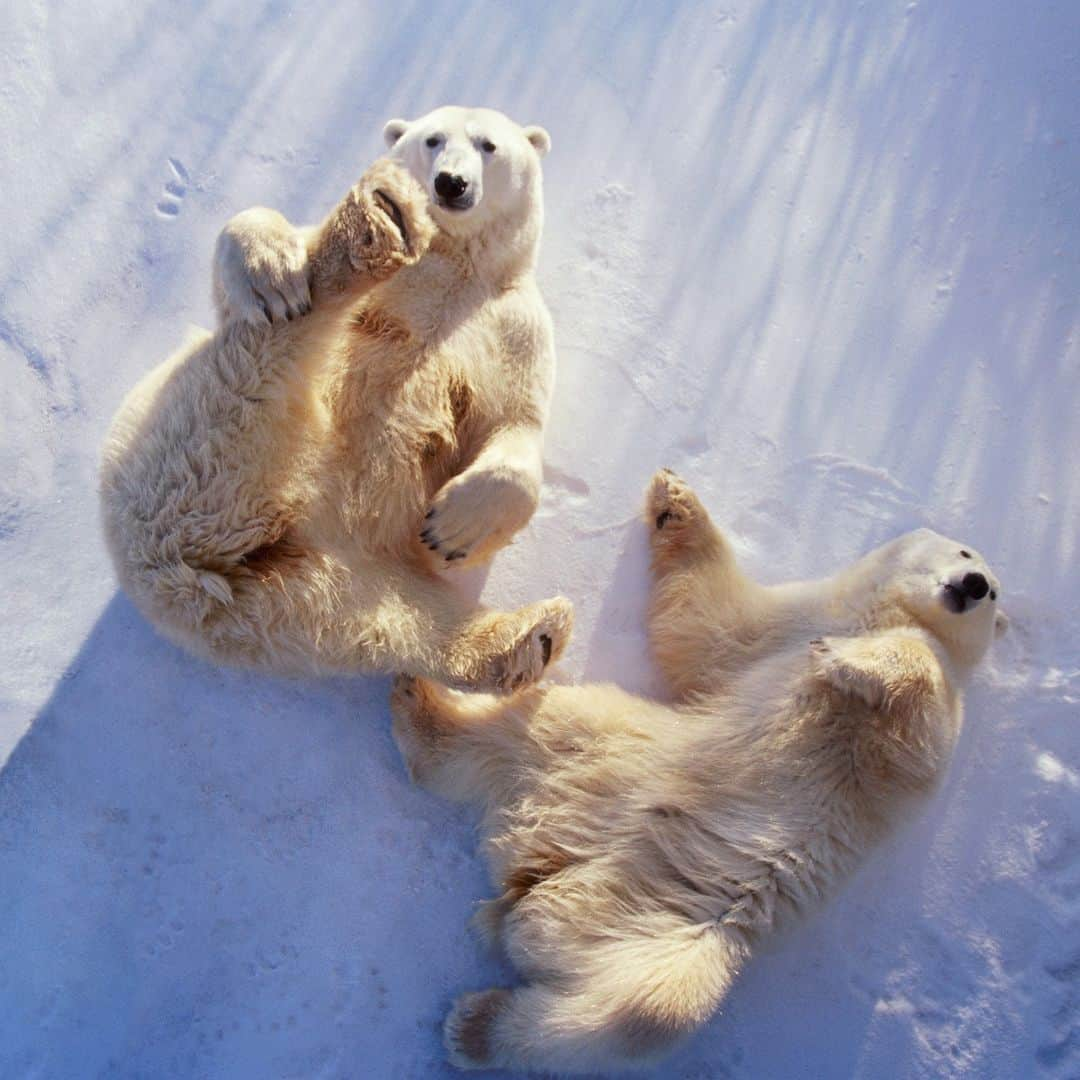 Discoveryのインスタグラム：「Even the world's largest land carnivore has a playful side. 🤪   📷: George Lepp  #polarbear #arctic #northpolevibes」