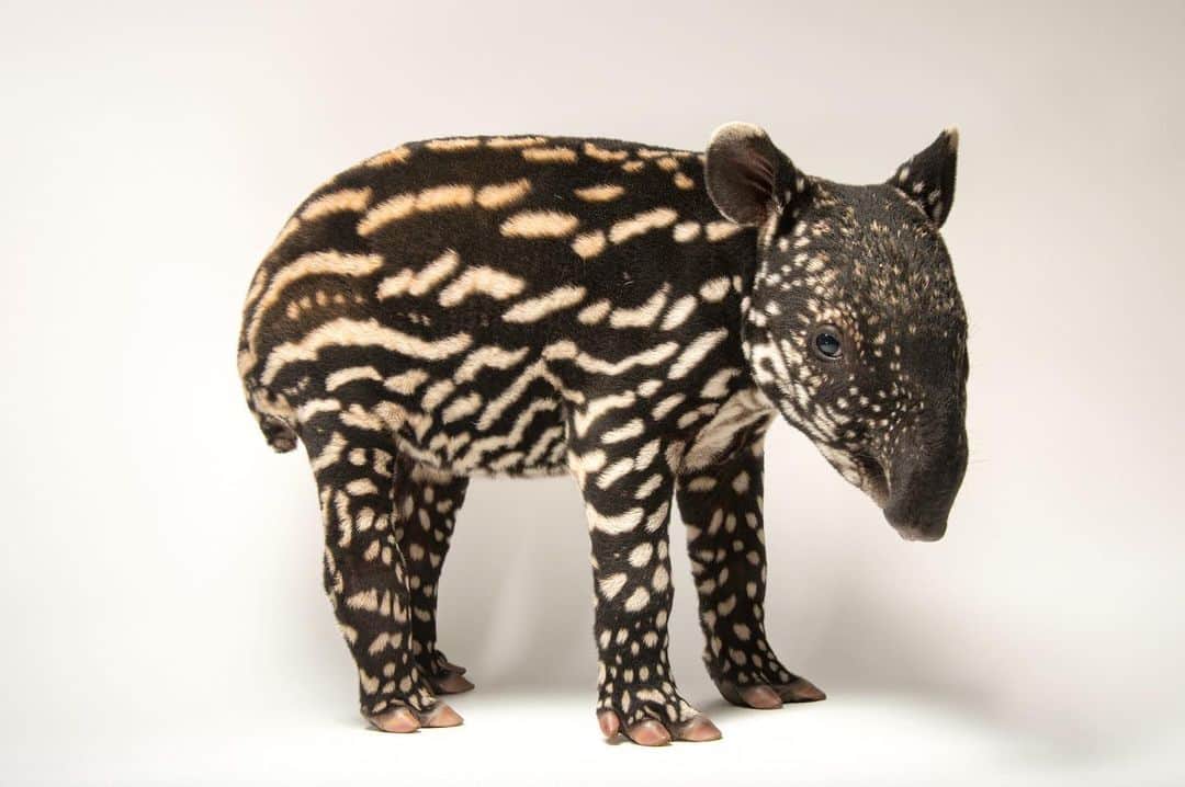 Joel Sartoreのインスタグラム：「Even though there are differences in habitat and geography, all tapir calves, no matter the species, begin life looking a lot like brown-and-beige-striped watermelons. Why? This pattern and color combination serves as the perfect camouflage for these little ones as they explore their forest home and take naps on the sun-spotted forest floor. This six-day- old Malayan tapir @mnzoo will begin to lose these markings after a few months, having fully transitioned to its adult coat by the time it turns six months old.  This December, we’re counting down to the anniversary of the Endangered Species Act on December 28th. Each day, we’ll feature a different species protected by this act so you can learn more about their stories. #tapir #Malayan #calf #animal #wildlife #photography #animalphotography #wildlifephotography #studioportrait #PhotoArk #HopeForSpecies @insidenatgeo」