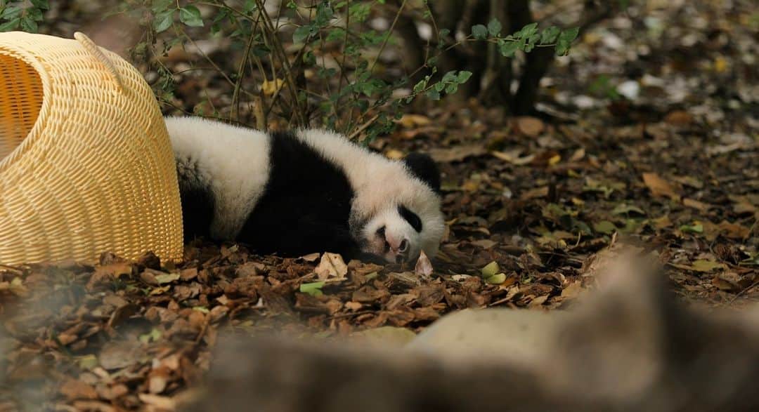 iPandaのインスタグラム：「Whose panda toy is this? It runs out of power before getting back home! 🐼 🐼 🐼 #Panda #iPanda #Cute #HiPanda #ChengduPandaBase #HowGiantPandasGrowUp  For more panda information, please check out: https://en.ipanda.com」