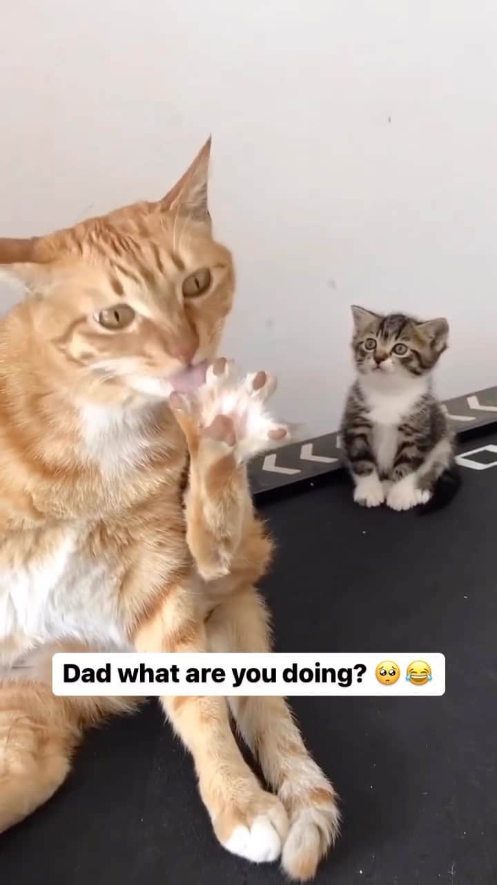 Cute Pets Dogs Catsのインスタグラム：「Dad what are you doing? 🥺😂  Credit: adorable @- 亜 當- | DY ** For all crediting issues and removals pls 𝐄𝐦𝐚𝐢𝐥 𝐮𝐬 ☺️  𝐍𝐨𝐭𝐞: we don’t own this video/pics, all rights go to their respective owners. If owner is not provided, tagged (meaning we couldn’t find who is the owner), 𝐩𝐥𝐬 𝐄𝐦𝐚𝐢𝐥 𝐮𝐬 with 𝐬𝐮𝐛𝐣𝐞𝐜𝐭 “𝐂𝐫𝐞𝐝𝐢𝐭 𝐈𝐬𝐬𝐮𝐞𝐬” and 𝐨𝐰𝐧𝐞𝐫 𝐰𝐢𝐥𝐥 𝐛𝐞 𝐭𝐚𝐠𝐠𝐞𝐝 𝐬𝐡𝐨𝐫𝐭𝐥𝐲 𝐚𝐟𝐭𝐞𝐫.  We have been building this community for over 6 years, but 𝐞𝐯𝐞𝐫𝐲 𝐫𝐞𝐩𝐨𝐫𝐭 𝐜𝐨𝐮𝐥𝐝 𝐠𝐞𝐭 𝐨𝐮𝐫 𝐩𝐚𝐠𝐞 𝐝𝐞𝐥𝐞𝐭𝐞𝐝, pls email us first. **」