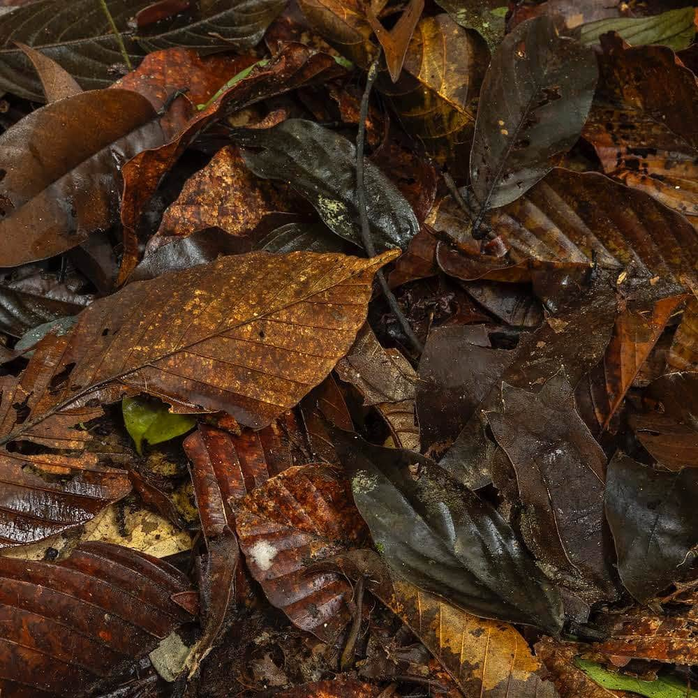 thephotosocietyさんのインスタグラム写真 - (thephotosocietyInstagram)「Photos by @TimLaman.  Bornean Horned Frog.  Master of camouflage.  Swipe. Now you know what to look for.  Can you spot him in the last frame?  Let us know if yo do, but don’t give his position away! This is just one of many amazing species I photographed in Gunung Palung National Park, Indonesia, on the island of Borneo, for my upcoming article in NatGeo magazine in Feb 2024.  I’m excited for you all to learn more about this amazing park, a refuge of biodiversity that protects one of Borneo’s best remaining lowland rainforests.  Stay tuned here and follow me @TimLaman for more wonders from our planets wild places.  #BorneanHornedFrog #Borneo #GunungPalungNationalPark #Indonesia #herps #frog #herpetology #biodiversity」12月16日 0時12分 - thephotosociety