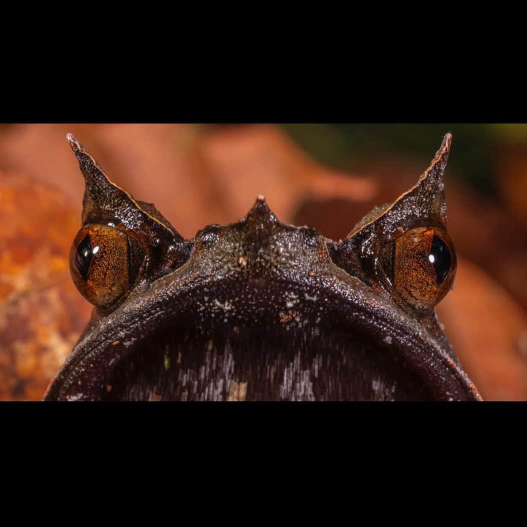 thephotosocietyさんのインスタグラム写真 - (thephotosocietyInstagram)「Photos by @TimLaman.  Bornean Horned Frog.  Master of camouflage.  Swipe. Now you know what to look for.  Can you spot him in the last frame?  Let us know if yo do, but don’t give his position away! This is just one of many amazing species I photographed in Gunung Palung National Park, Indonesia, on the island of Borneo, for my upcoming article in NatGeo magazine in Feb 2024.  I’m excited for you all to learn more about this amazing park, a refuge of biodiversity that protects one of Borneo’s best remaining lowland rainforests.  Stay tuned here and follow me @TimLaman for more wonders from our planets wild places.  #BorneanHornedFrog #Borneo #GunungPalungNationalPark #Indonesia #herps #frog #herpetology #biodiversity」12月16日 0時12分 - thephotosociety