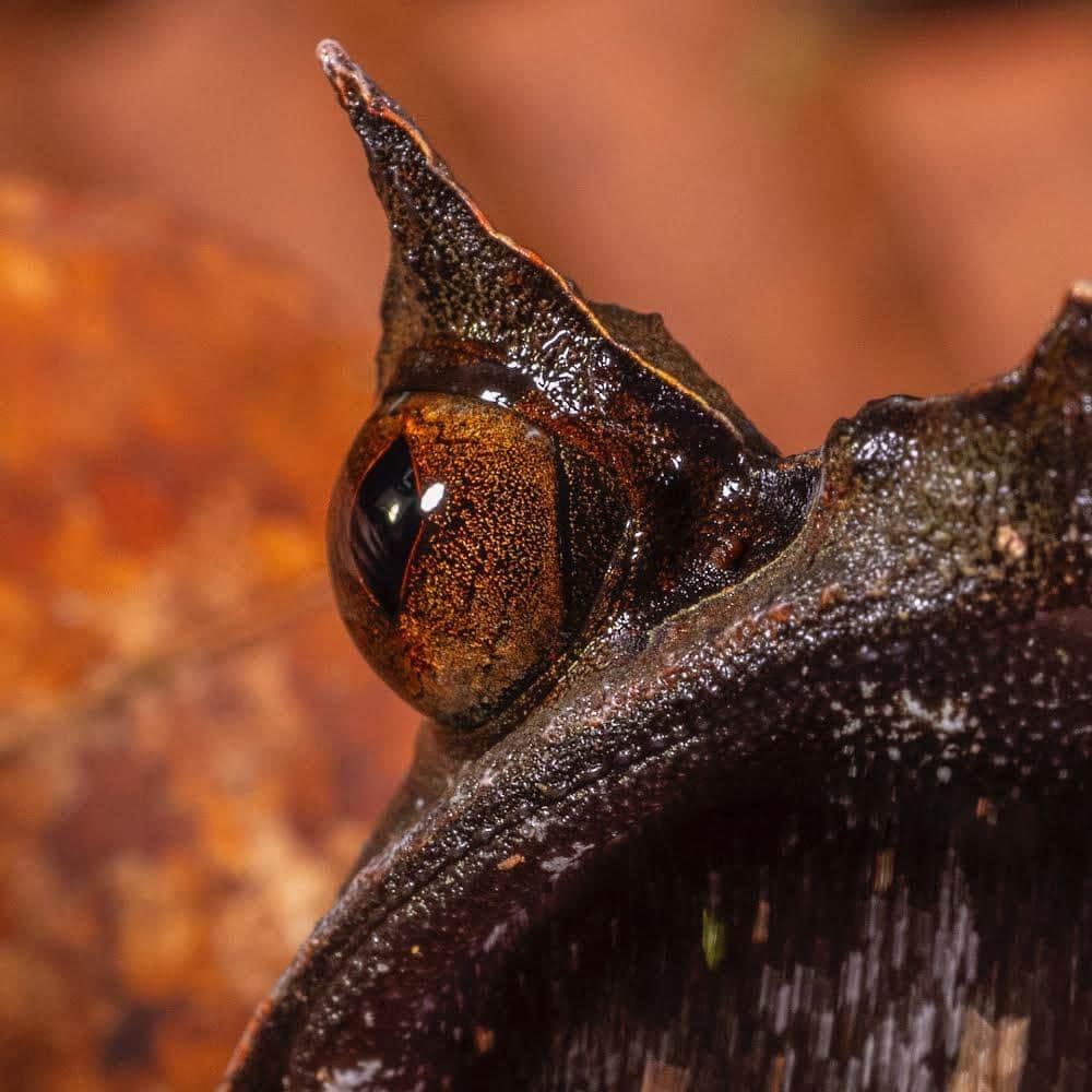 thephotosocietyのインスタグラム：「Photos by @TimLaman.  Bornean Horned Frog.  Master of camouflage.  Swipe. Now you know what to look for.  Can you spot him in the last frame?  Let us know if yo do, but don’t give his position away! This is just one of many amazing species I photographed in Gunung Palung National Park, Indonesia, on the island of Borneo, for my upcoming article in NatGeo magazine in Feb 2024.  I’m excited for you all to learn more about this amazing park, a refuge of biodiversity that protects one of Borneo’s best remaining lowland rainforests.  Stay tuned here and follow me @TimLaman for more wonders from our planets wild places.  #BorneanHornedFrog #Borneo #GunungPalungNationalPark #Indonesia #herps #frog #herpetology #biodiversity」