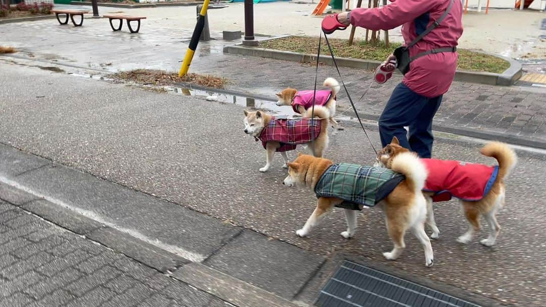 linnmamaのインスタグラム：「朝からカラフルカッパ隊でGO🐾〜雨が小止みになるのを待ってあさんぽに出発🐾〜全員大仕事💩もコンプリート👏〜大谷翔平選手のDodgers入団会見に間に合ったよ😊〜一番印象に残ったのは愛犬の名前がデコピンだってこと🤣〜今日も麗は頑張って食べました🍚〜散歩もしっかり歩きました🐾〜今できることを精一杯、それで十分‼️〜今日も元気でありがとう❣️ ＊ ＊ ＊ #柴犬#dog #柴犬凜の勇気凜々every day #shibastagram #my_eos_photo #eosr6 #eosr10  #ドッグフォトグラファーズ #iphone12 #iphone12promax  #2024凜ファミリーカレンダー発売中#2024凜ファミリーカレンダー発売中 #プロフィール欄からどうぞ #Amazon、楽天でも販売中 #あさんぽ #カラフルカッパ隊」