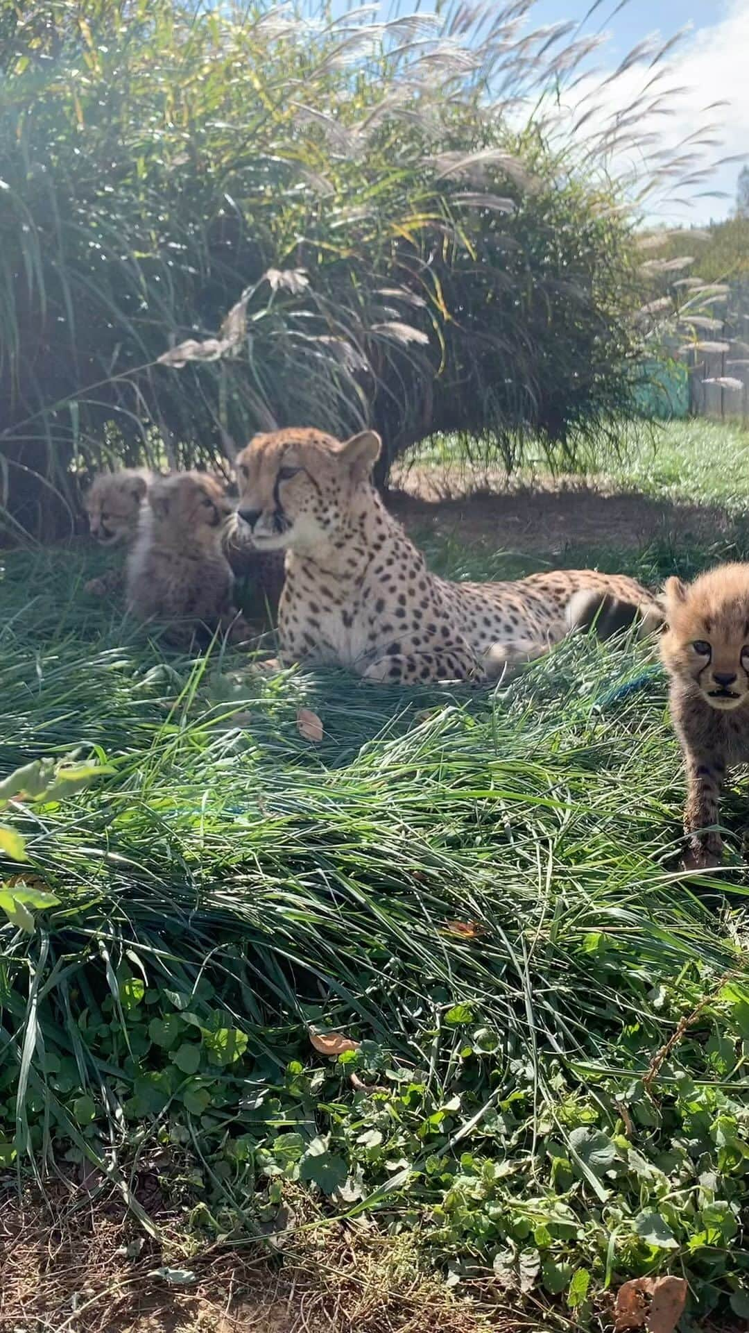 スミソニアン国立動物園のインスタグラム：「🎙️🐆 Let’s get ready to rumble! In Front Royal, Virginia, our cheetah family spends much of their time wrestling and chasing one another. Watch our 4-month-old cubs play with each other and mom Echo in the latest #CheetahCubdate from our carnivore team. 🐾✏️STORY: https://s.si.edu/3RDwT6H. (Link in bio.)  . . . Video description: Cheetah mother Echo lays in the tall grasses while her five cubs play near her.」