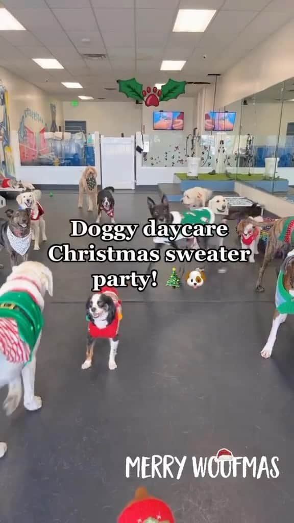 DogsOf Instagramのインスタグラム：「@ylpawsnplay only kind of Holiday Party we want to attend 🥹🎄❤️  . . . #christmassweaters #dogchristmas #dogchristmasparty #dogchristmassweater」