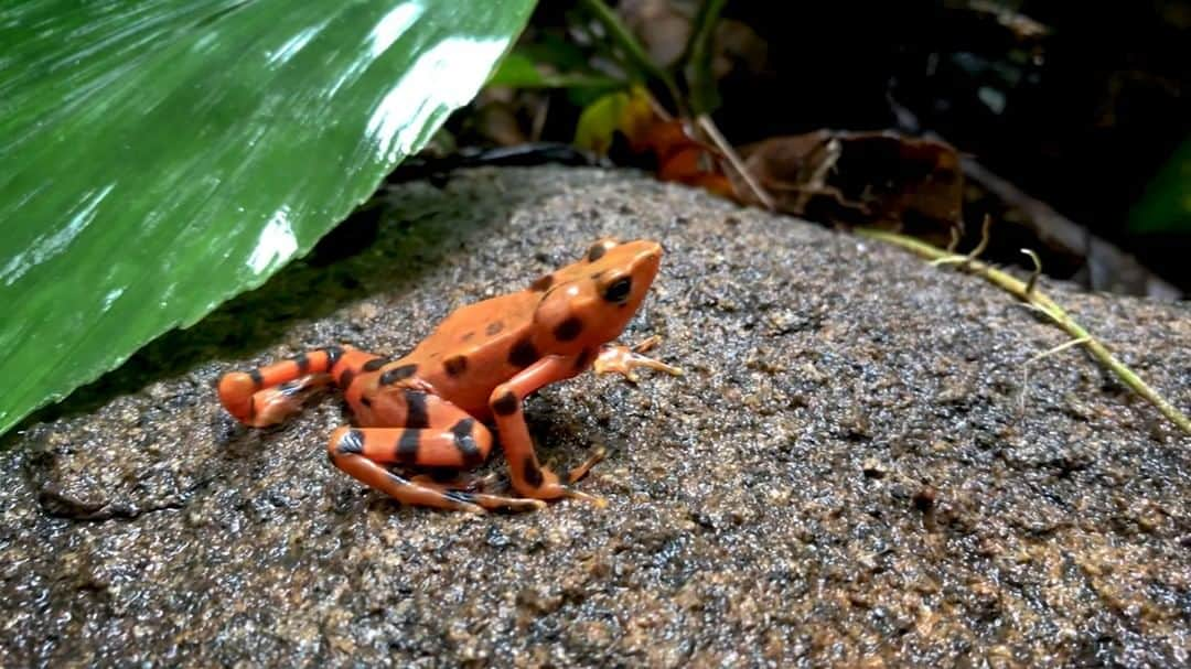 スミソニアン国立動物園のインスタグラム：「☔🛰️🐸 Rain, rivers and radio trackers: releasing 400 captive-bred harlequin frogs into the wild gets complicated when unseasonable storms strike. This video was first filmed in 2018 -- this week, the results of that trial were released in @oryxthejournal "It was like working in a shower," writes Smithsonian conservation biologist Brian Gratwicke when describing the Panama Amphibian Rescue and Conservation Project reintroduction trial. Use the link in our bio to learn about the results of this study!」